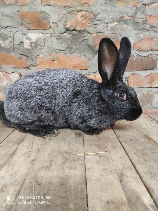 Кролі Кролики полтавське срібло