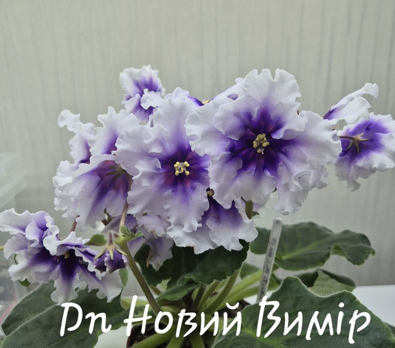 Сортові фіалки (фиалки, сенполії, сенполии)