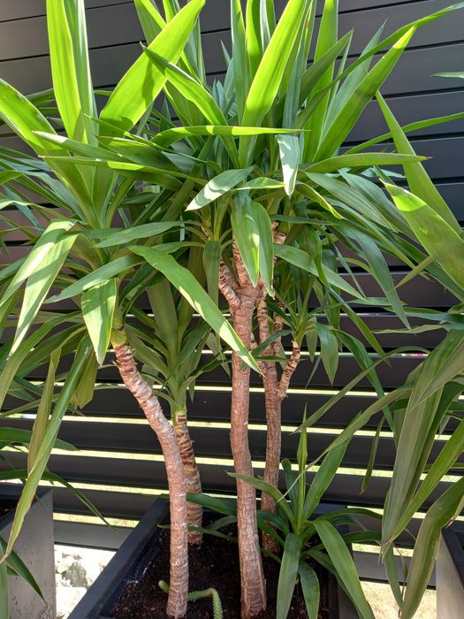 Yucca Juka Palma 150cm