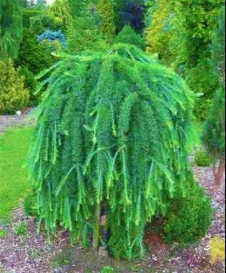 Модрина японська Стів Віпер(Stiff Weeper)