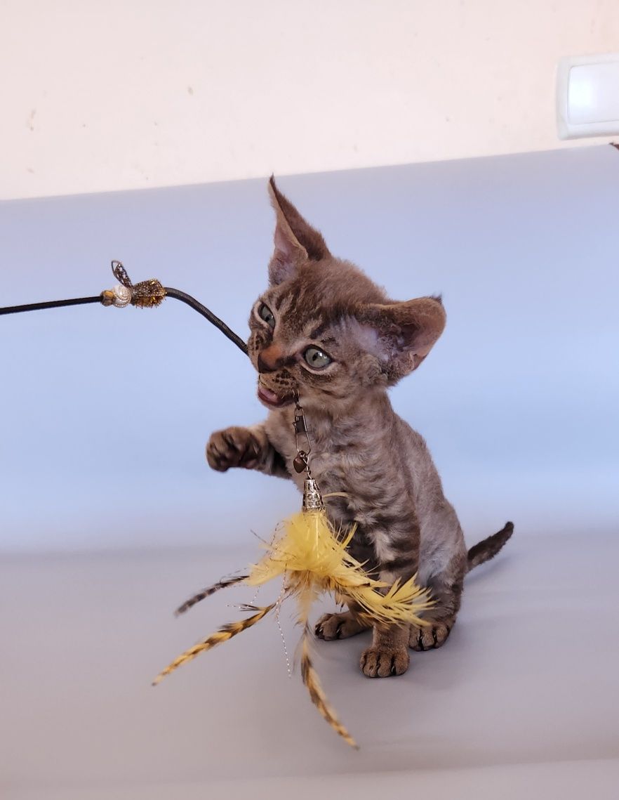 Котята Киев,девон, кучерявые котята