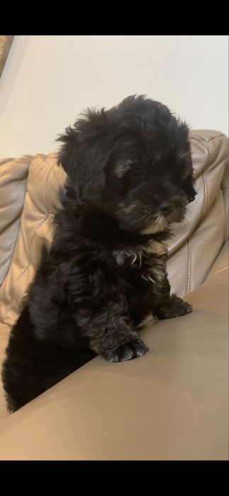 Śilczny piesek Havapoo