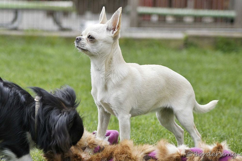 Chihuahua krótkowłosa suczka 17 miesięcy