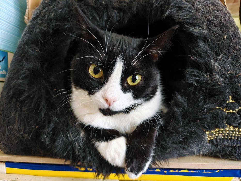 Маюша чекає на людину, якій подарує любов! кішка 1рік кошка кіт кошеня