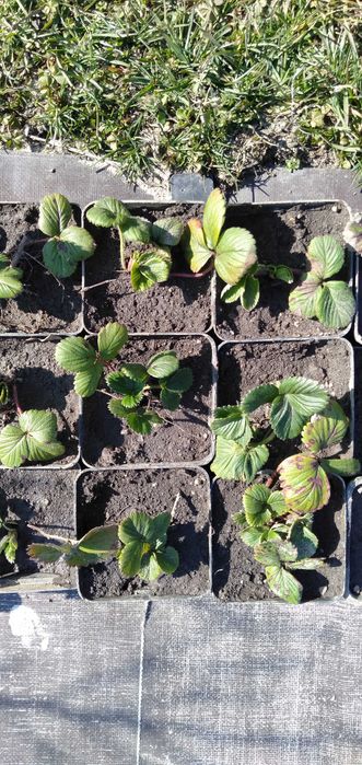 Sprzedam ostatnie szt sadzonek truskawek