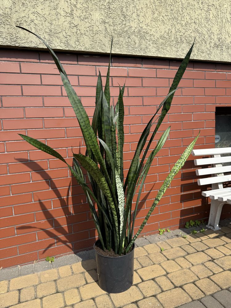 Sansevieria, wężownica 120 cm