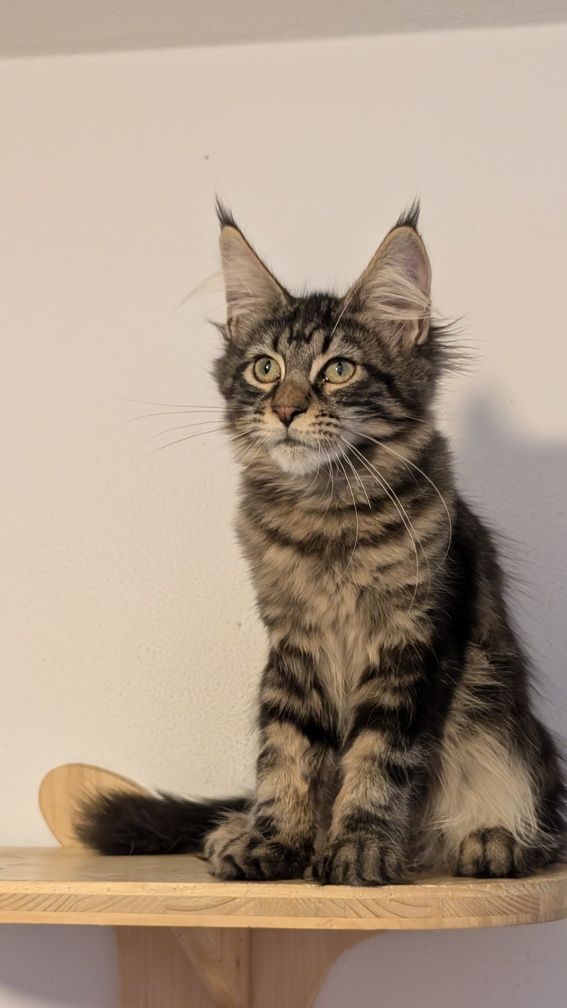 Kotka klasyk Maine Coon. Zapraszamy