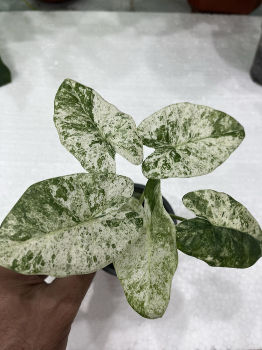 Алоказия macrophylla Splash Adora Batik вариегата