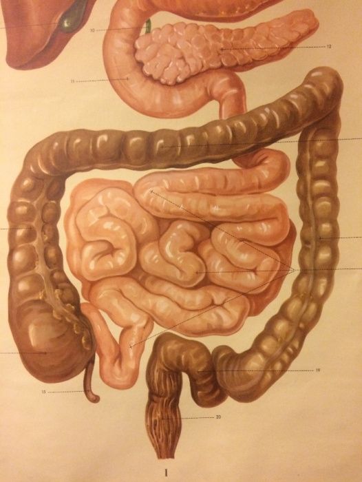 O sistema digestivo - cartaz de escola - Klett Verlag