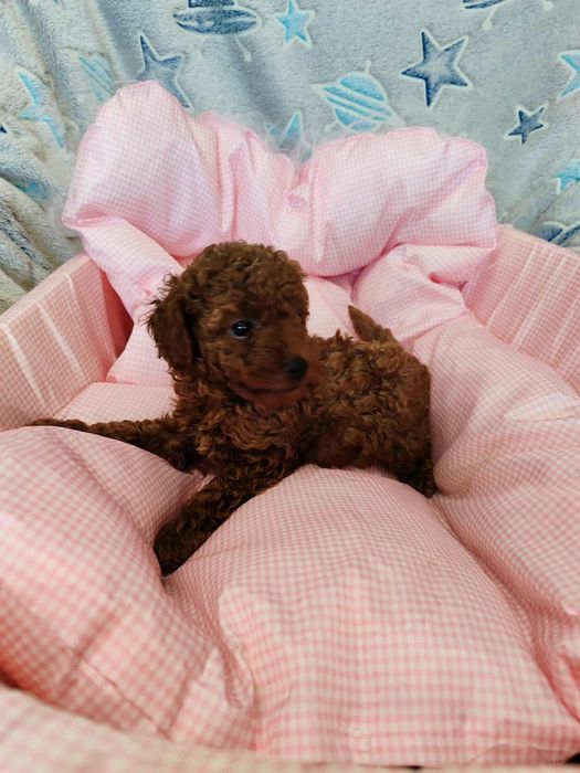 Pudel Toy chłopczyk chiński