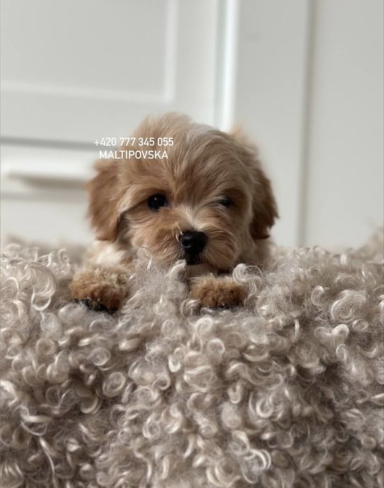 Мальтипу ф1 и ф2 малыши с документами ЕС / maltipoo f1 & f2