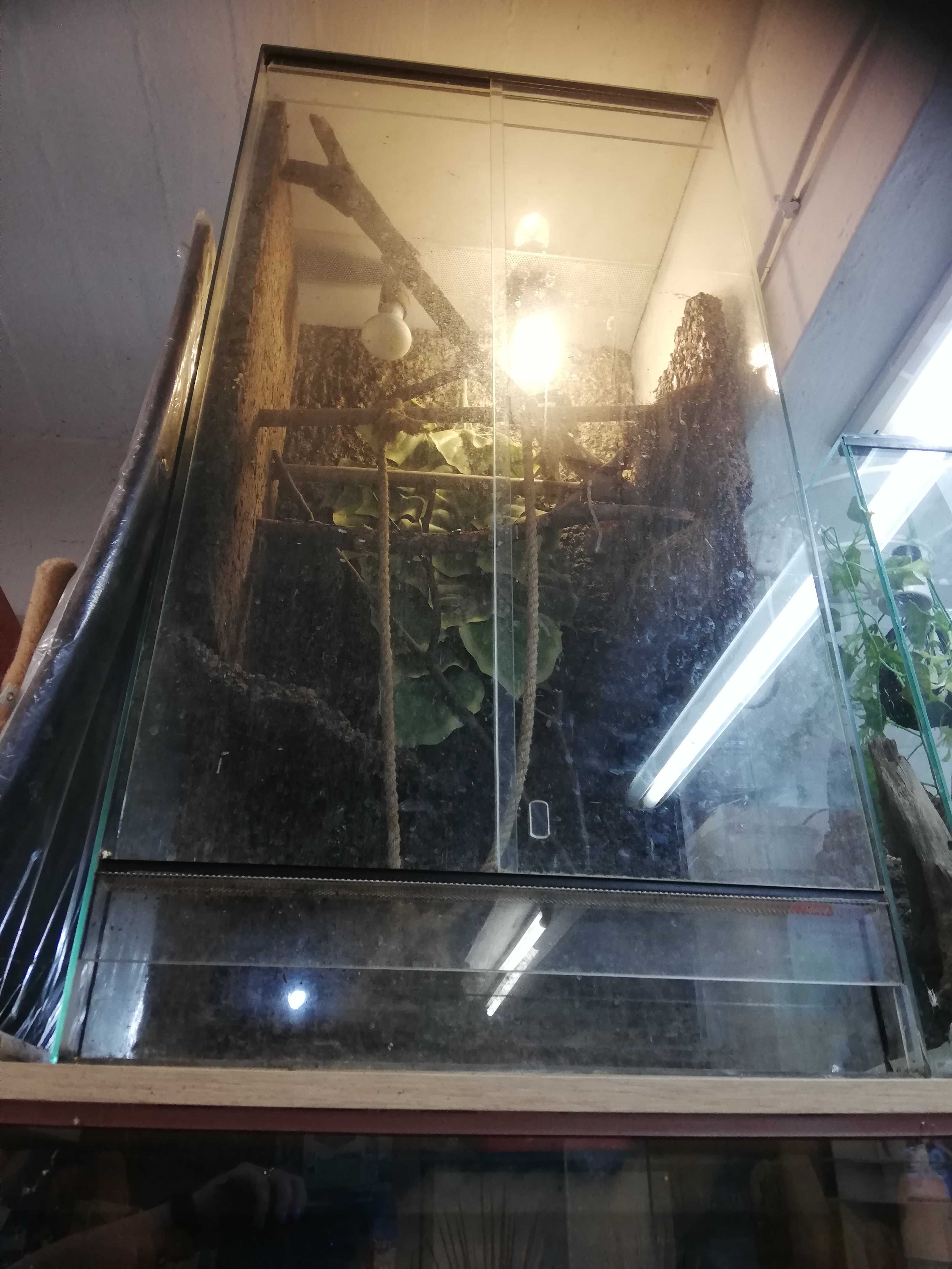 Terrarium z wyposażeniem lub kameleon