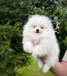 Pomeranian Szpic miniaturowy Samiec Zkwp FCI biały Miś Gotowy
