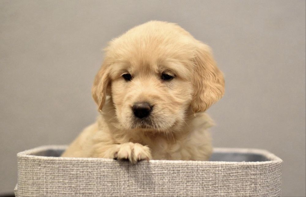 Девочка золотистого ретривера