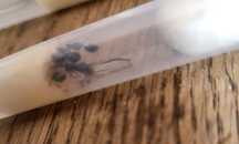 5 królowych tetramorium caespitum 2025 PAKIET