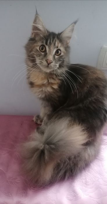 Мейн-кун дівчинка