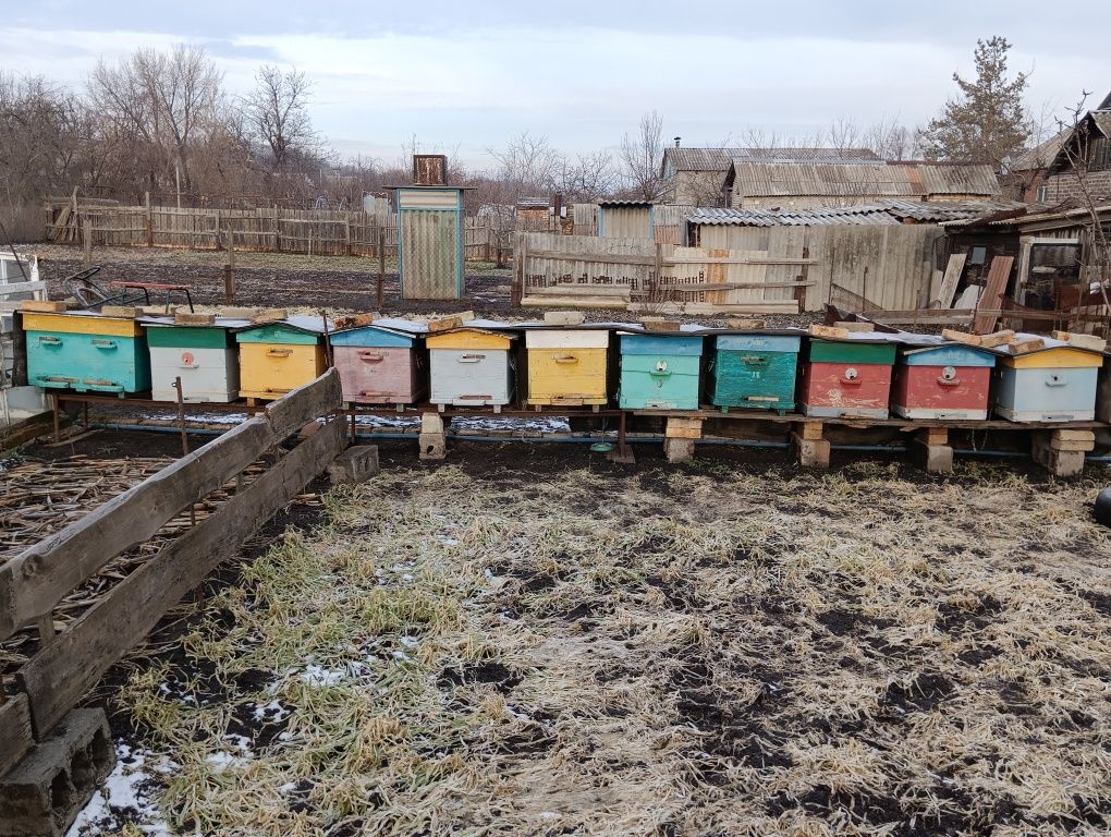 Продам пчелинные семьи,отводки.