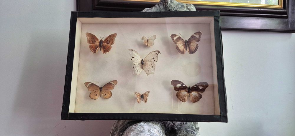 Kolekcjonerska gablota Brazylijskie motyle Antyk dekor lepidopterolog