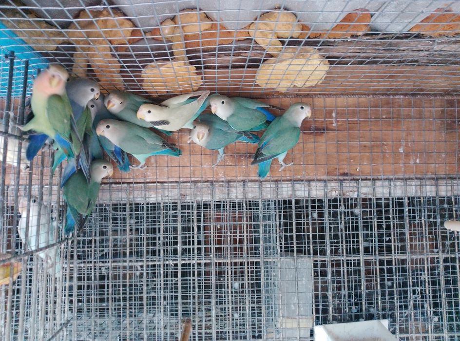 Cedência de várias aves