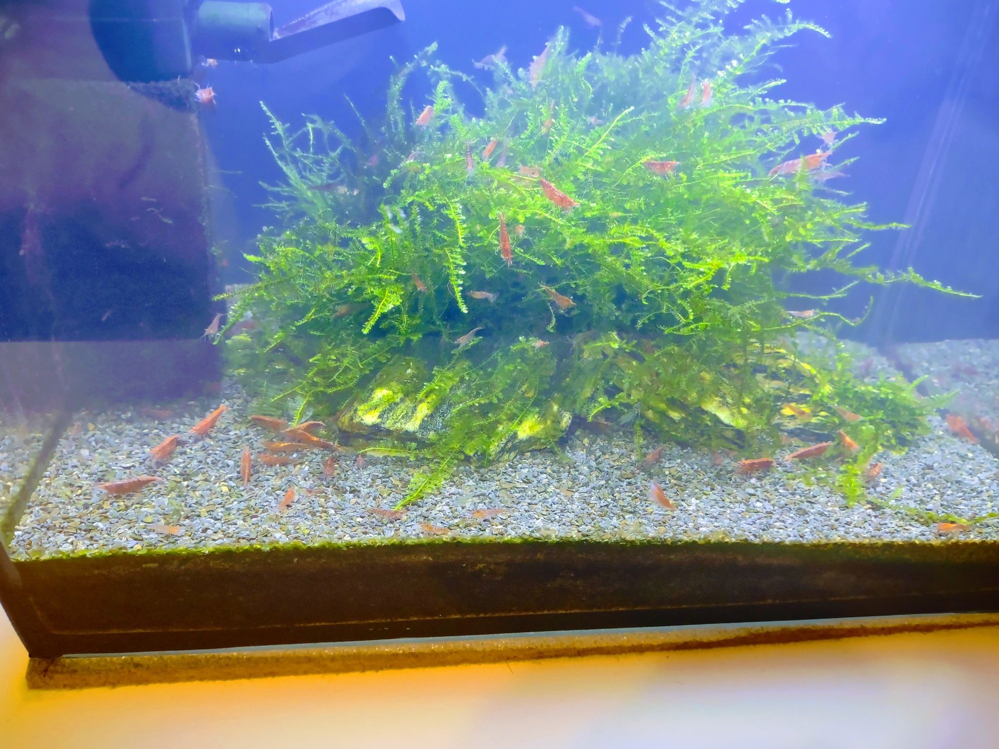Krewetki Red Cherry