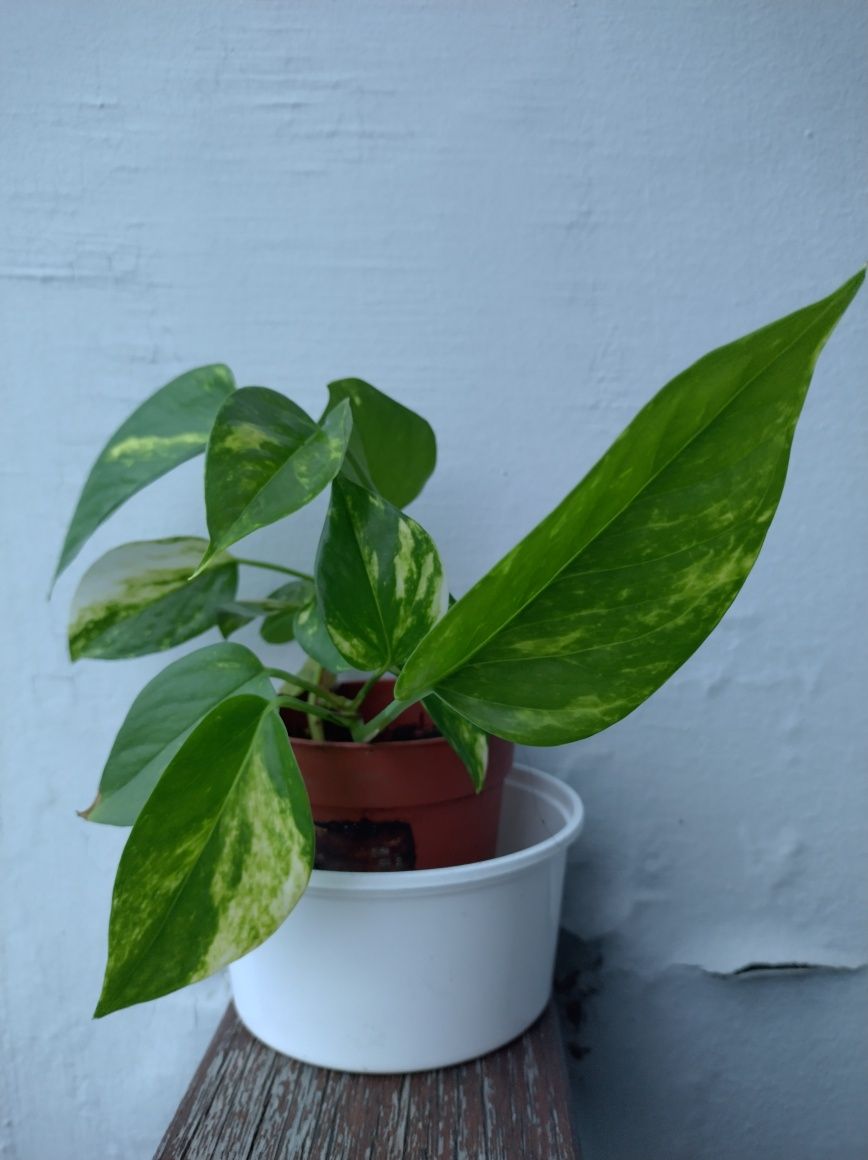 Mudas Plantas Purificadoras de Ar | Jiboia | Pothos Epipremnum