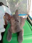 Котёнок девочка 2.5 месяца