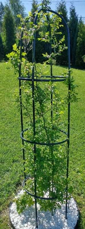 Pergola Metalowa Ogrodowa Kolumnowa do Roślin Pnących 200cm