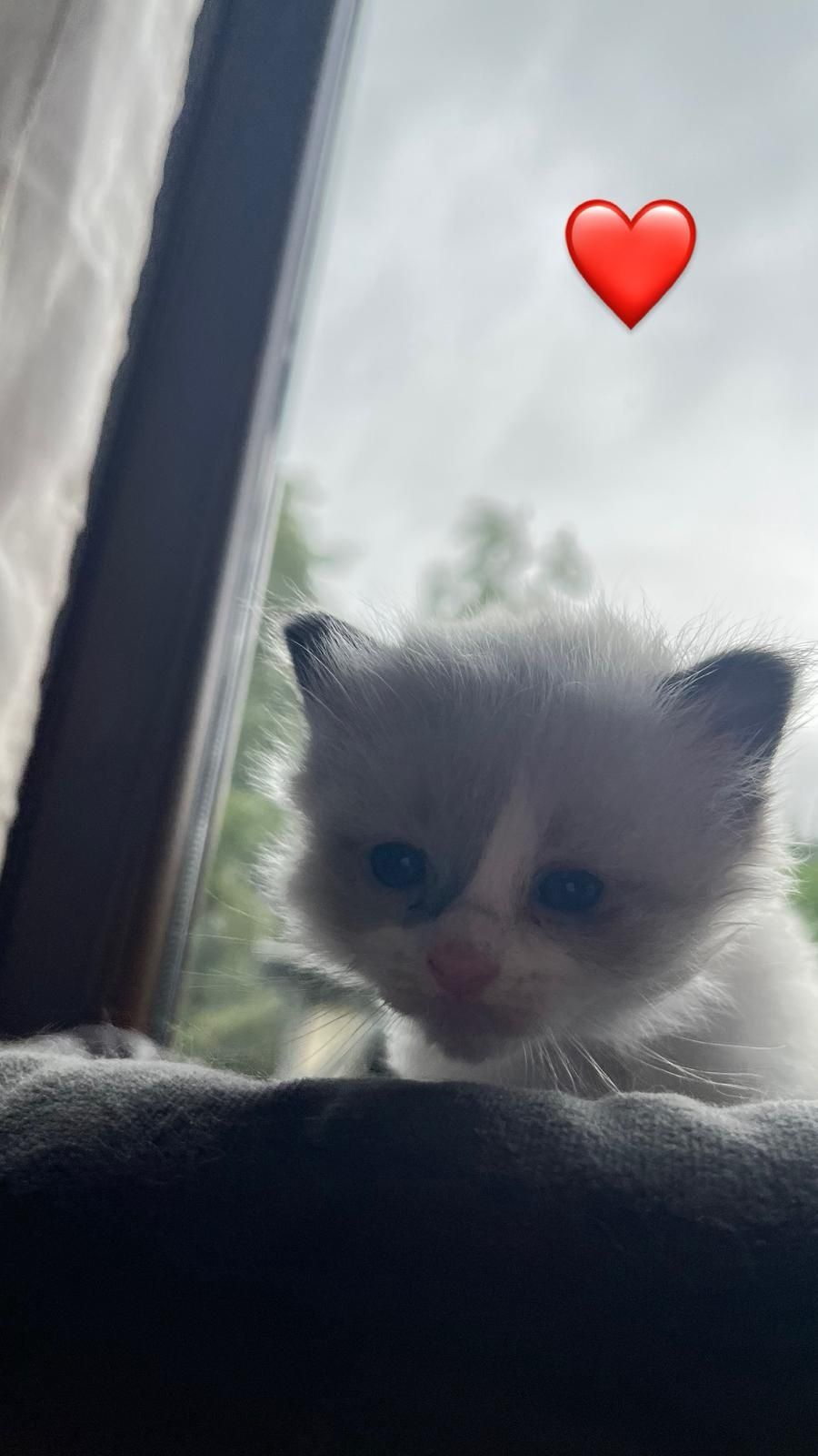 Ragdoll kotka i kocurek