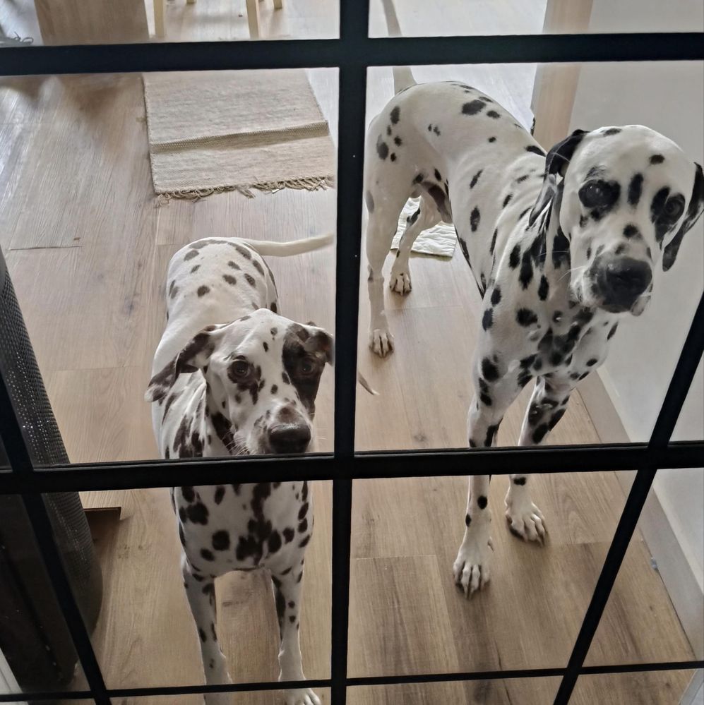 Dalmata filhote