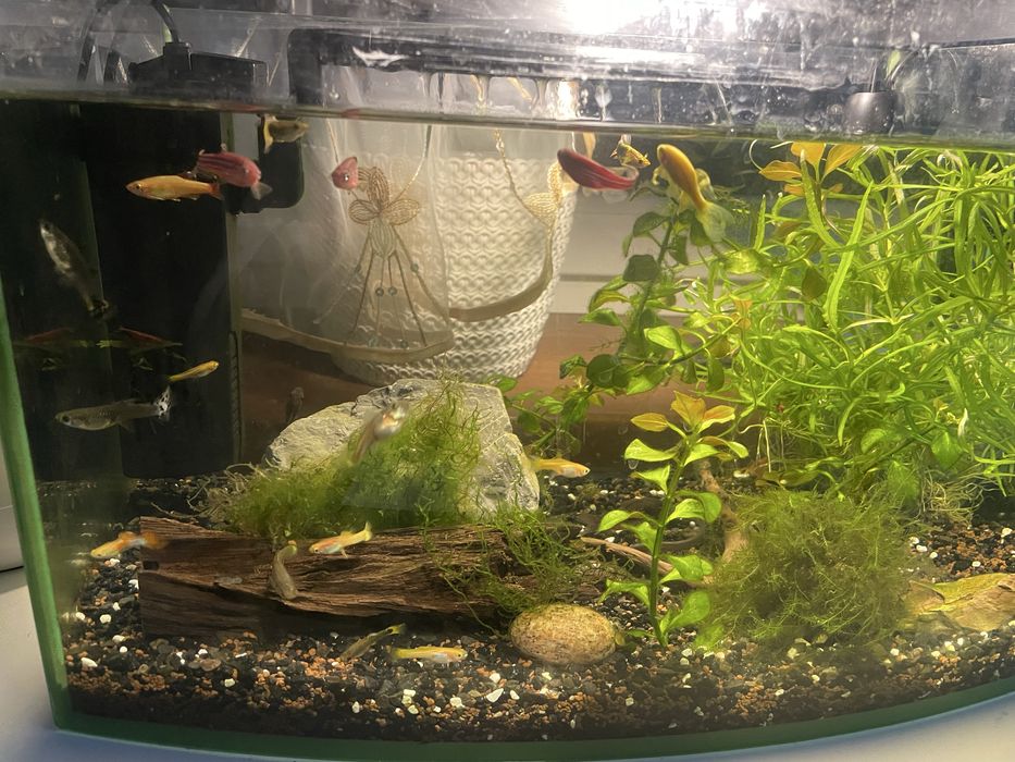 Oddam gupiki za darmo