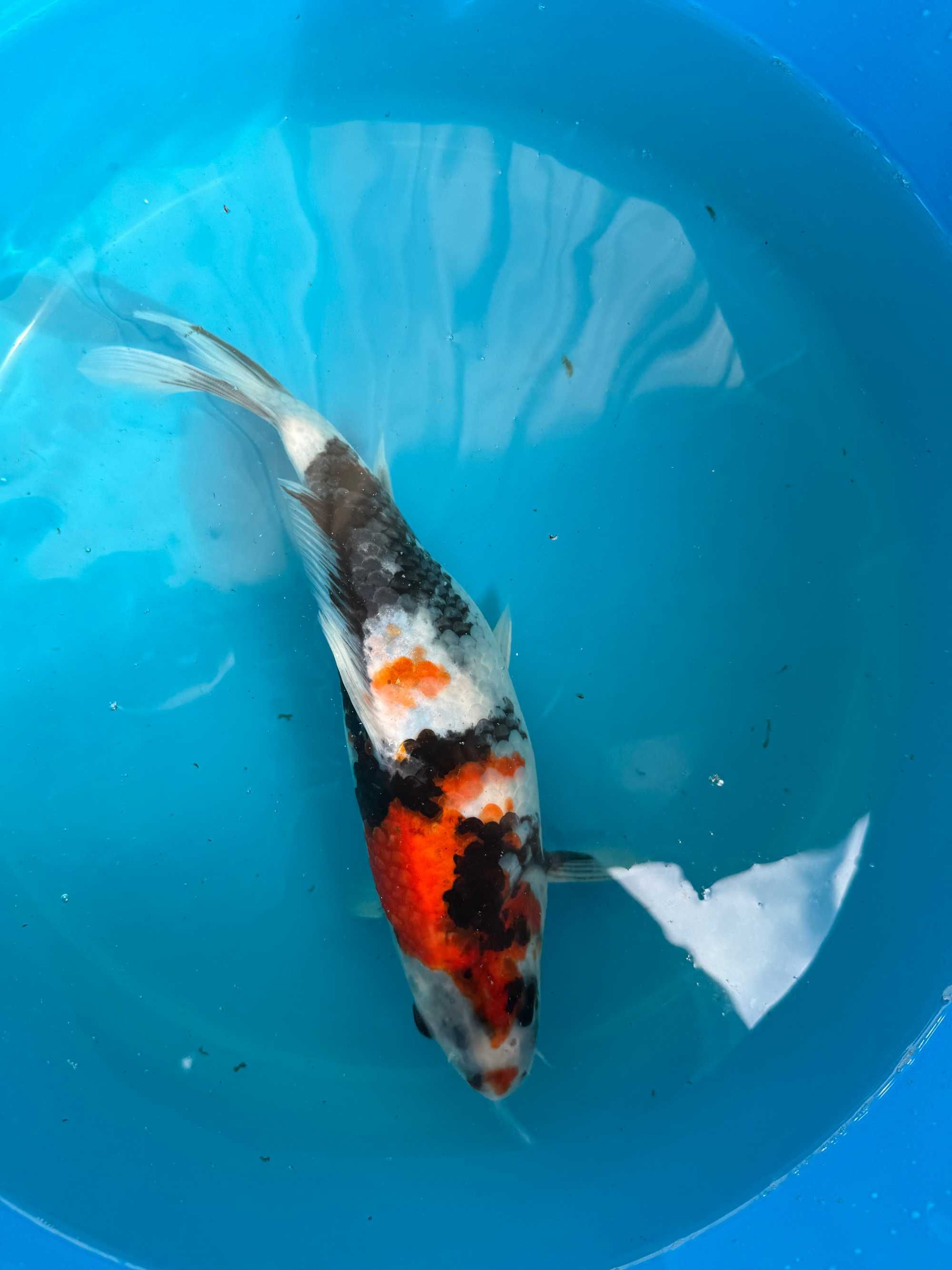 Carpa Koi SHOWA 25cm Japonesa Marusei Koi Farm