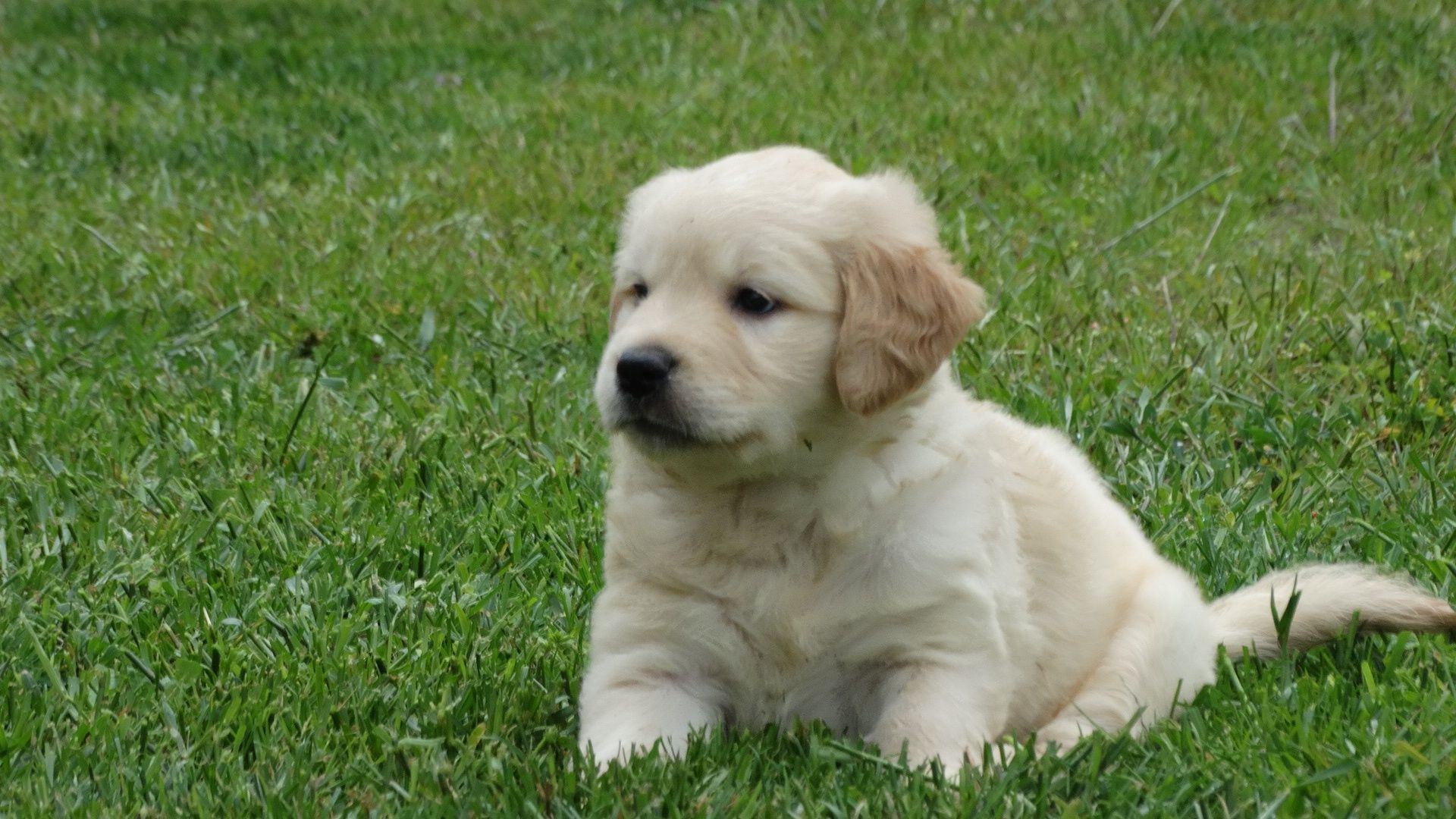 Golden retriever piesek