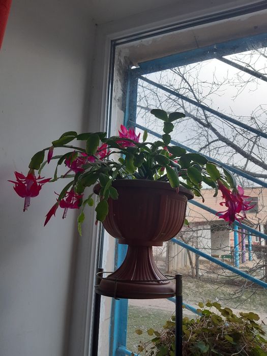 Шлюмбергера. Різдвяник. Декабрист .