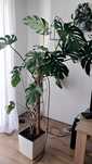 Monstera duża, ładna.