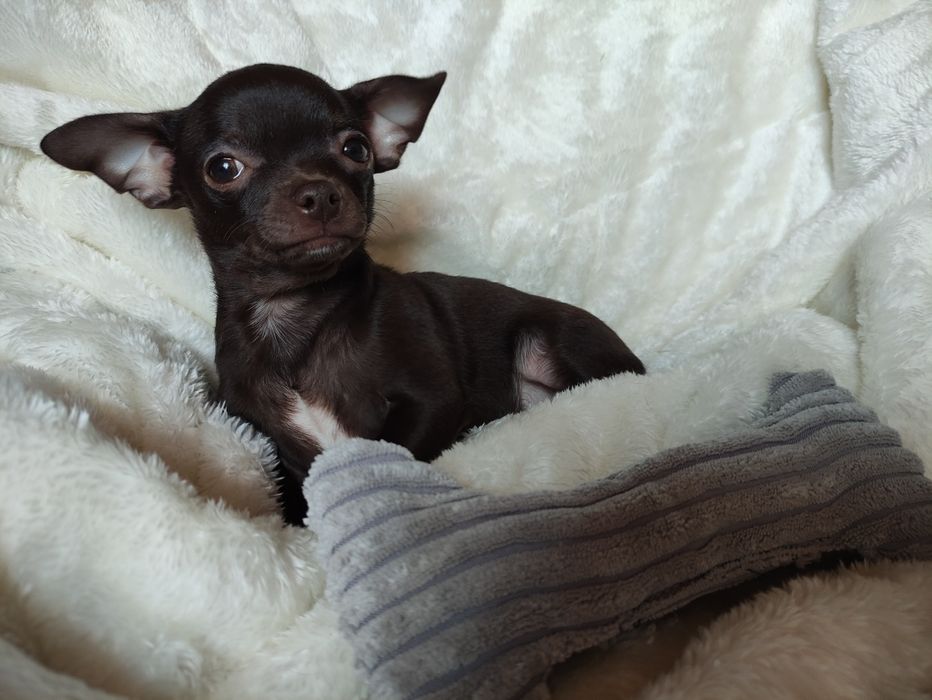 Cudowny odchowany piesek Chihuahua gorzka czekolada.Rodowód 4pokolenia