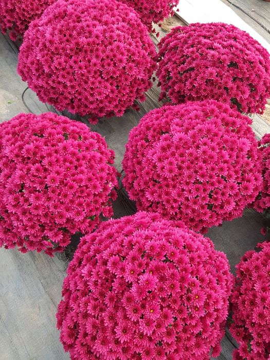 Chryzantemy drobno- i wielkokwiatowe sprzedaż hurtowa i detaliczna