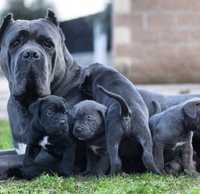 Розплідник Cane corso Italiano-пропонує щенят