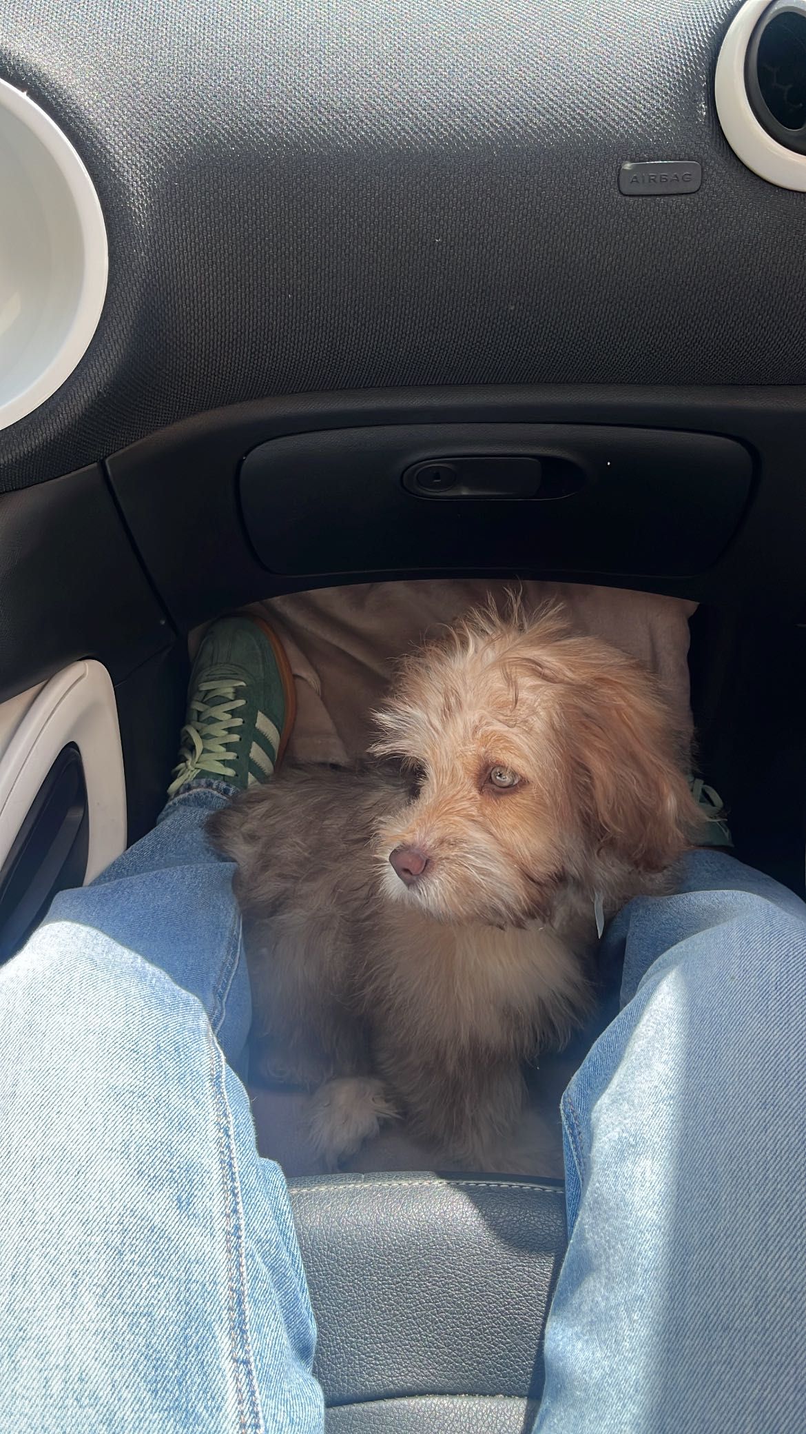 Cão Porte pequeno