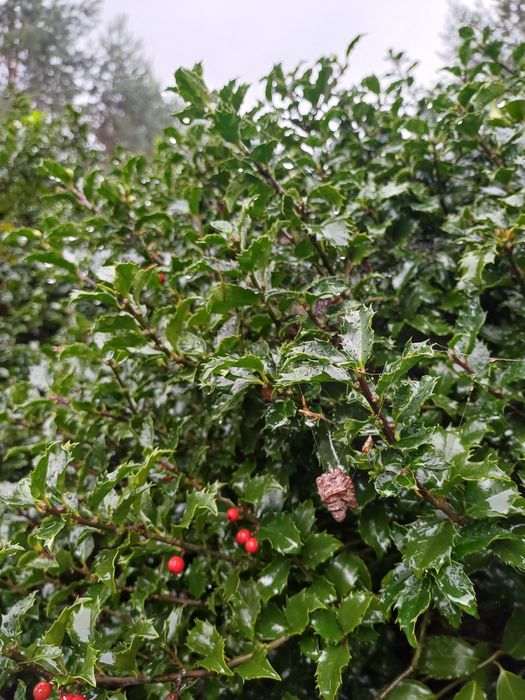 Gałązki  ostrokrzewu