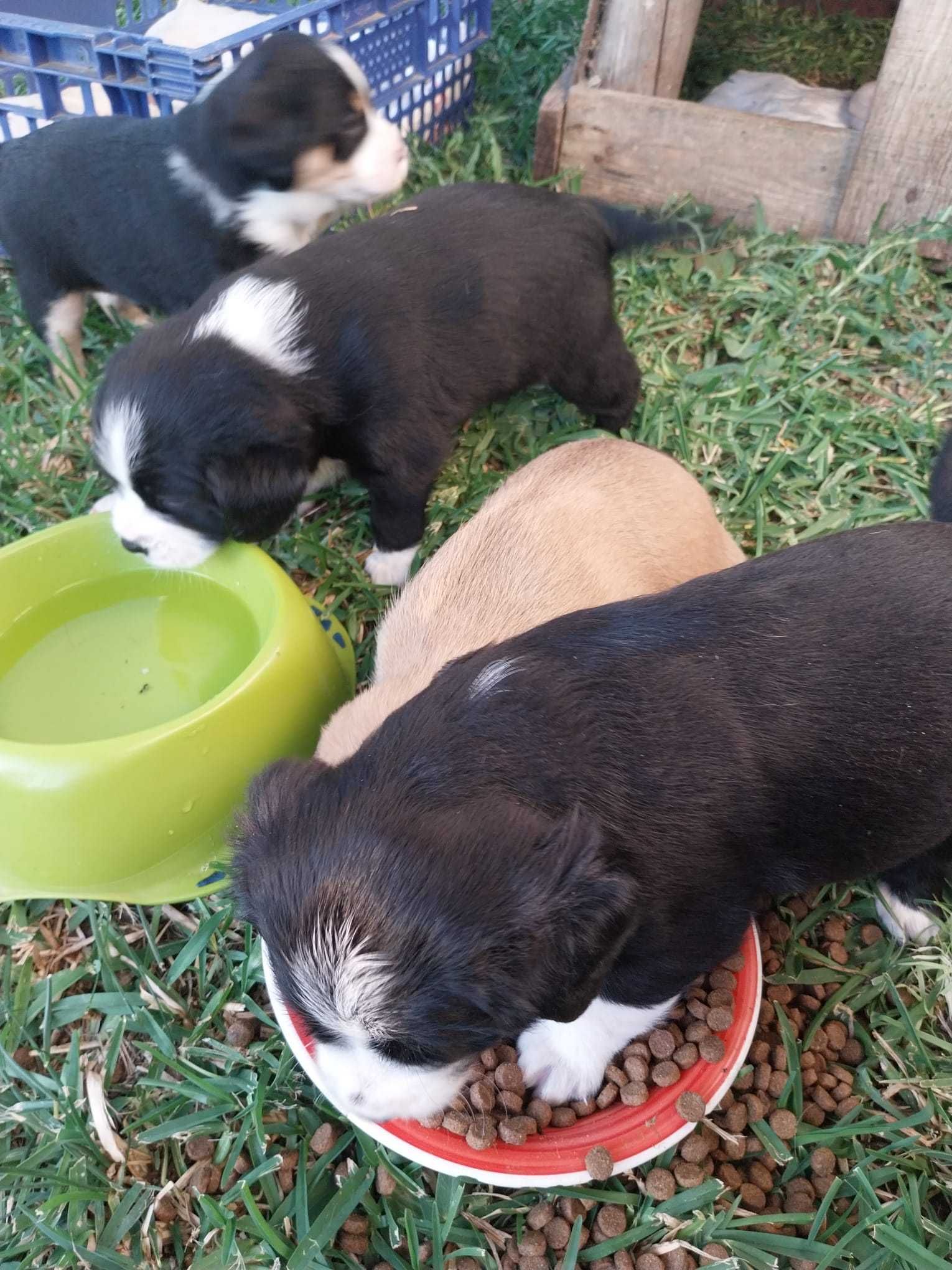 quatro cachorrinhos muito reguilas para doar