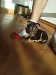 Cachorrinha X pinscher