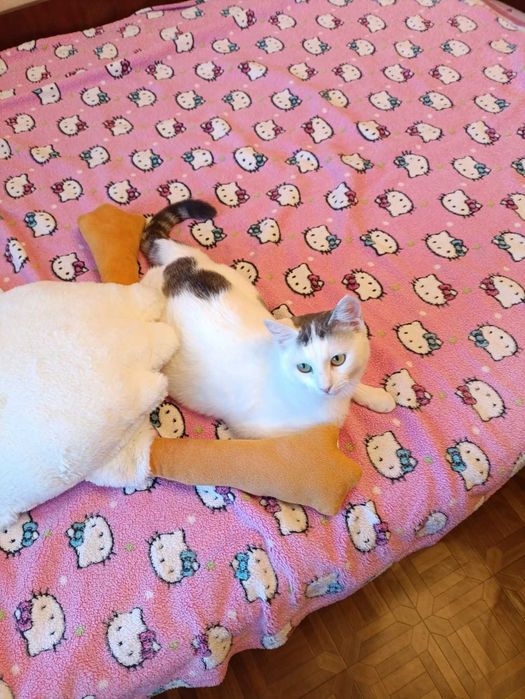 Стерилизованная кошечка ,, Снежинка,, ищет Человека с добрым сердцем