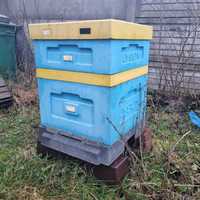 Pszczoły z ulem lub same roje - cena do uzgodnienia.