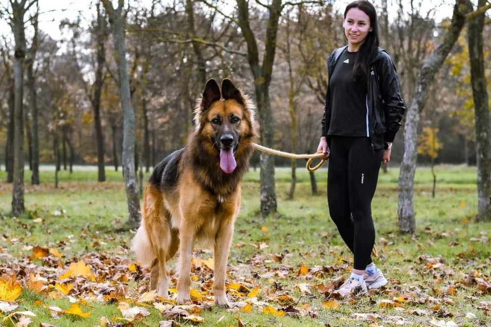 Kochający człowieka psiak w typie Owczarka niemieckiego szuka domku!