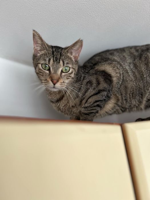 Lucek piękny bury kot poleca sie do adopcji