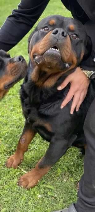 Rottweiler piękna szczenie