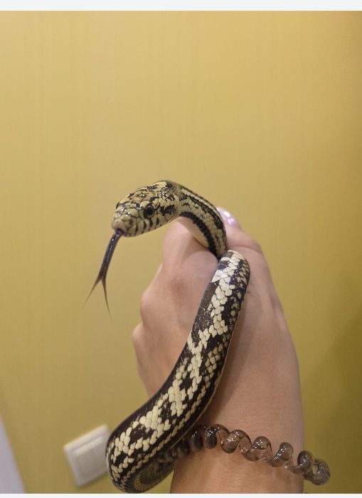 Waz zbożowy hybryda samiec