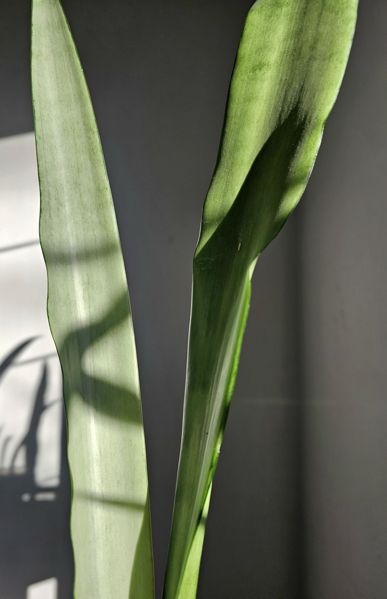 Sansevieria 'Silver Queen'  sansewieria kolekcja