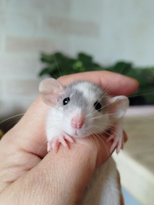 Мальчик. Крысята дамбо