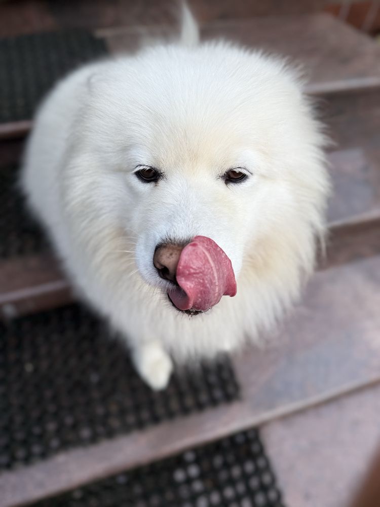 Szczeniak pies samoyed